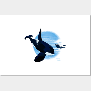 Brave Killer Whale and scuba diver Posters and Art